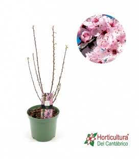 PRUNUS TRILOBA M23