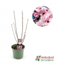 PRUNUS