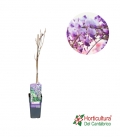 WISTERIA 5L