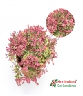 PIERIS JAPONICA PRELUDE M18