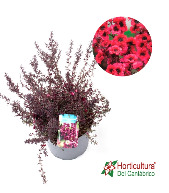 LEPTOSPERMUM 5L ROJO