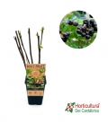 ARONIA MELANOCARPA M15