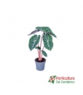 ALOCASIA PINK DRAGON M17