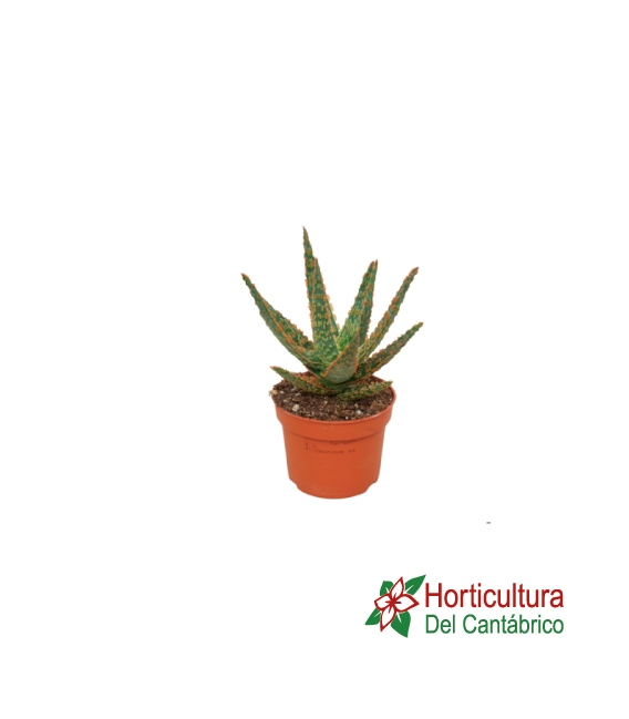 bandejas de aloe zebrina