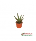 ALOE ZEBRINA M10,5