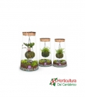 TERRARIO KOKEDAMA