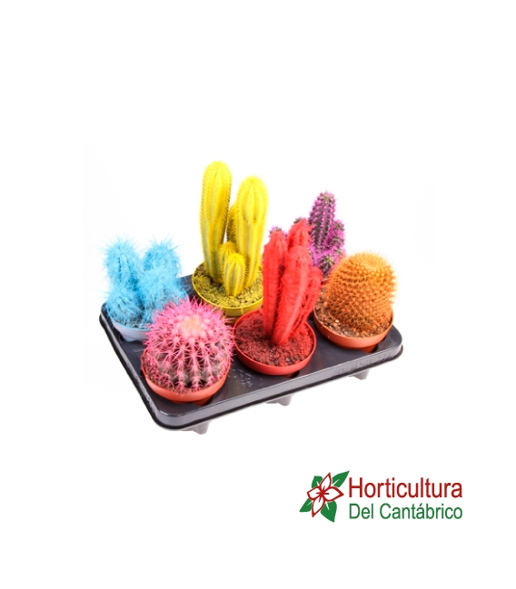 Bandeja cactus colores