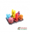 CACTUS COLORES M12