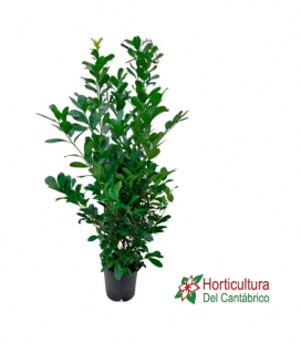 PRUNUS LAUR ROTUNDIFOLIA M24