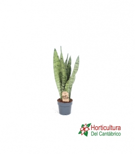 SANSIVIERA ZEYLANICA M12