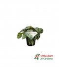 BEGONIA SILVER JEWELL M12