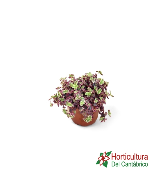 CRASULA MARGINALIS M15