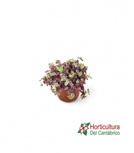 CRASULA MARGINALIS M15