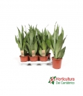 SANSEVIERA STAR GREEN GRANITE M11