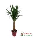 YUCCA ELEPHANTIPES M27