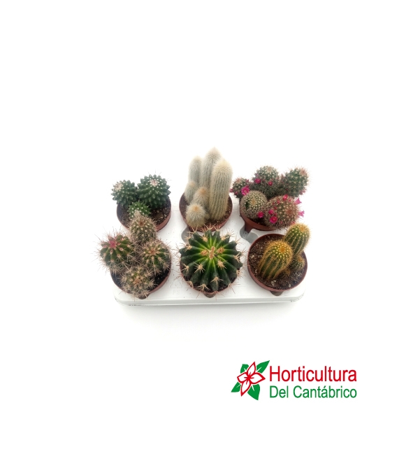 CACTUS CER PINCEL