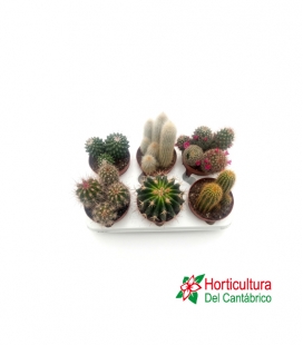 CACTUS CER PINCEL