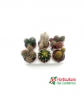 CACTUS CER PINCEL