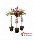 ACER PALMATUN COPA M23