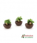 TERRARIO GRCR