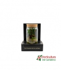 Terrario plantas