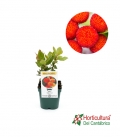 ARBUTUS UNEDO 2L