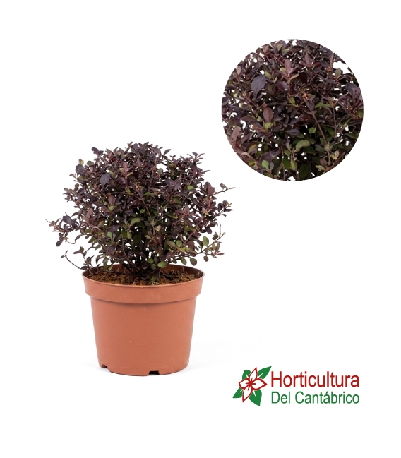 PITTOSPORUM VARIEGATA 25L