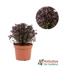 PITTOSPORUM VARIEGATA 25L