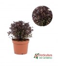 PITTOSPORUM TOM THUMB 7L
