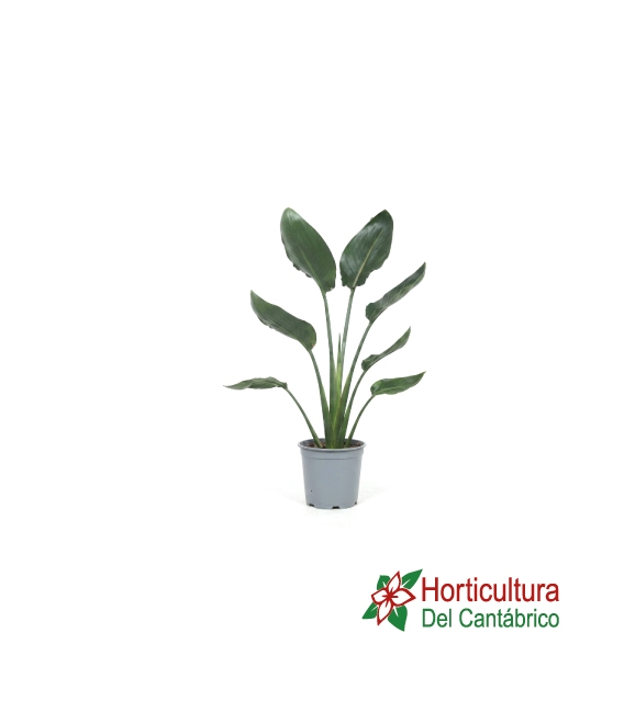 STRELITZIA AUGUSTA 