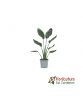 STRELITZIA REGINAE M14