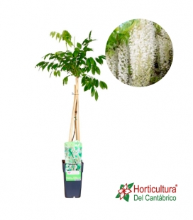 WISTERIA ALBA BLANCO M15
