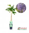 WISTERIA MORADA MULTIJUGA M15