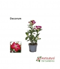 ADENIUM