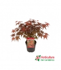 ACER ATROPURPUREUM M23