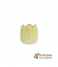 CACTUS CERAMICA M15
