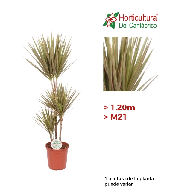 Drácena Marginata Bicolor grande