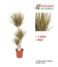 DRAC MARGINATA BICOLOR M21