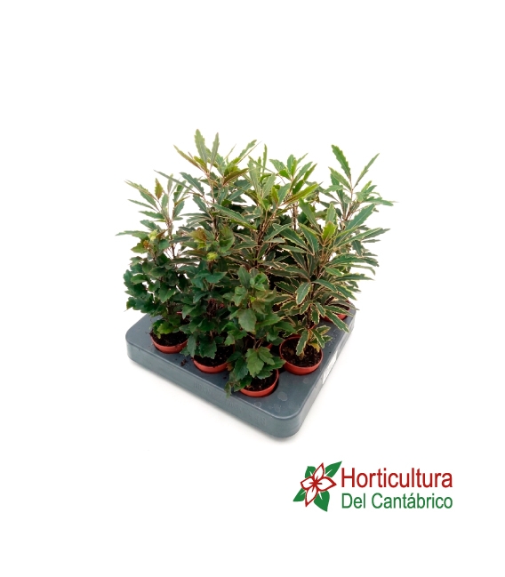 ARALIA M12