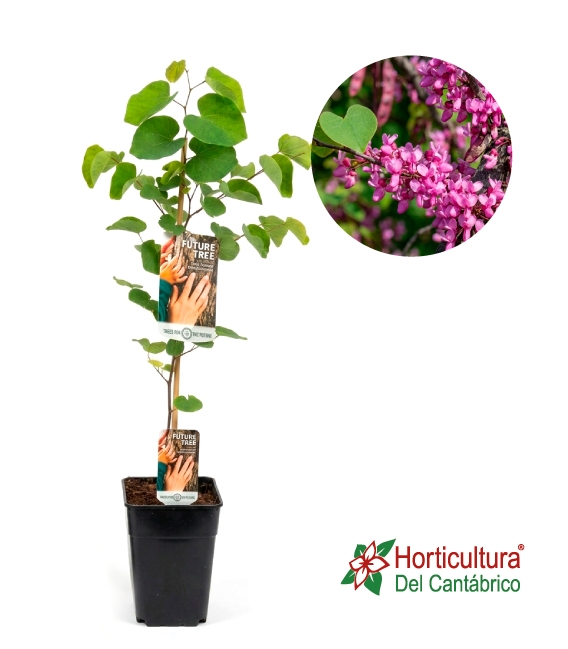 Cercis siliquastrum