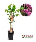 CERCIS SILIQUASTRUM 5L