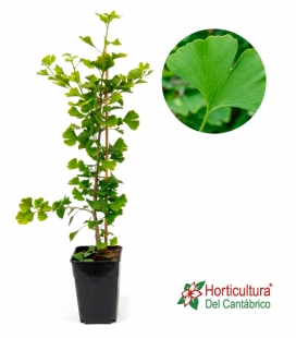 GINKGO BILOBA 5L