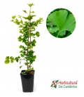 GINKGO BILOBA 5L