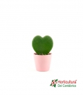HOYA KERRI CERAMICA