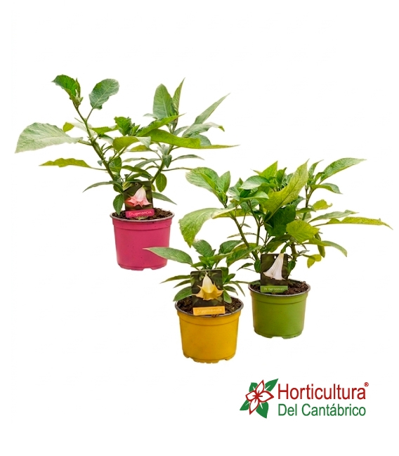 BRUGMANSIA MIX M19