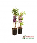 Planta de clematis