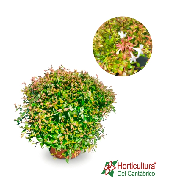 Abelia Prostrata