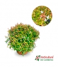 ABELIA PROSTRATA M23
