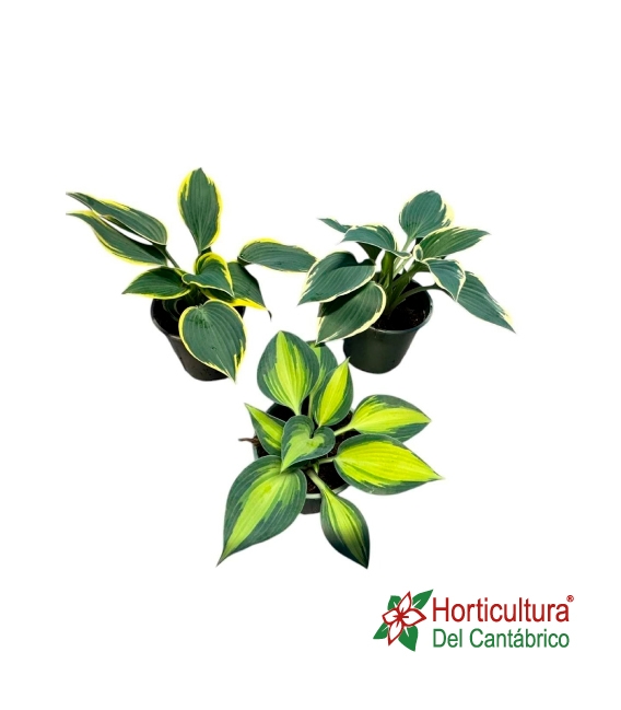 HOSTA M13