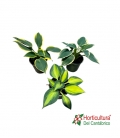 HOSTA MIX M13